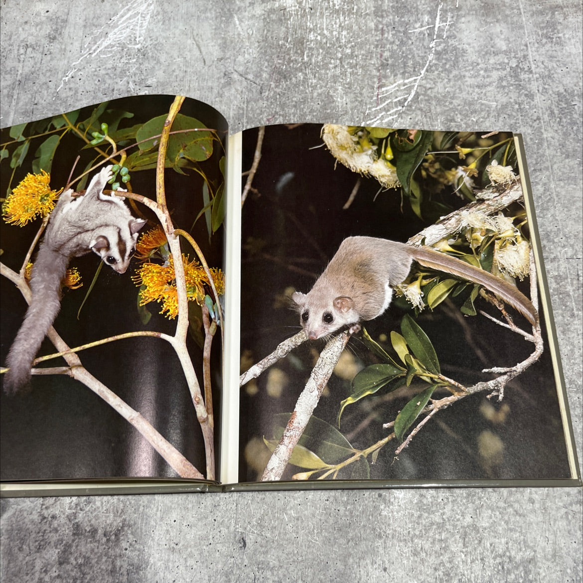 wild, wild world of animals kangaroos & other creatures from down under book, by unknown, 1977 Hardcover image 4