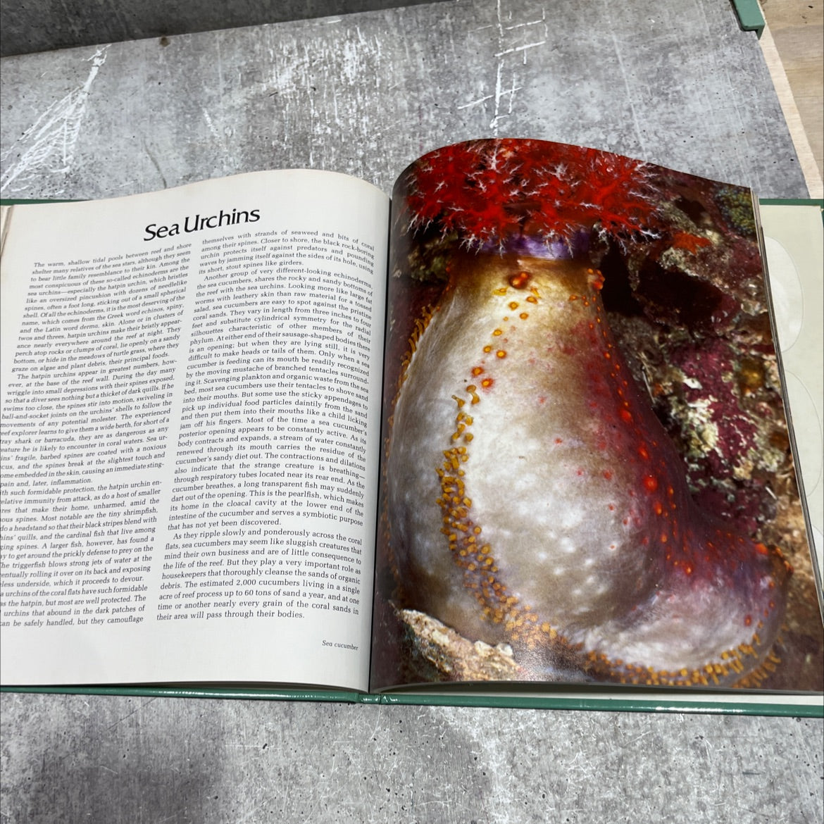 wild, wild world of animals life in the coral reef book, by unknown, 1970 Hardcover image 4