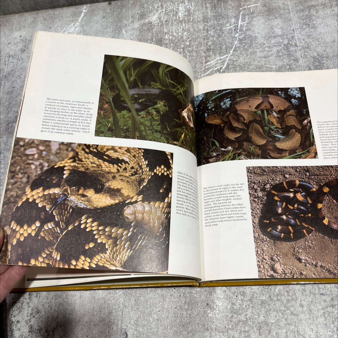 wild, wild world of animals reptiles & amphibians book, by TIME-LIFE FILMS, 1977 Hardcover image 4