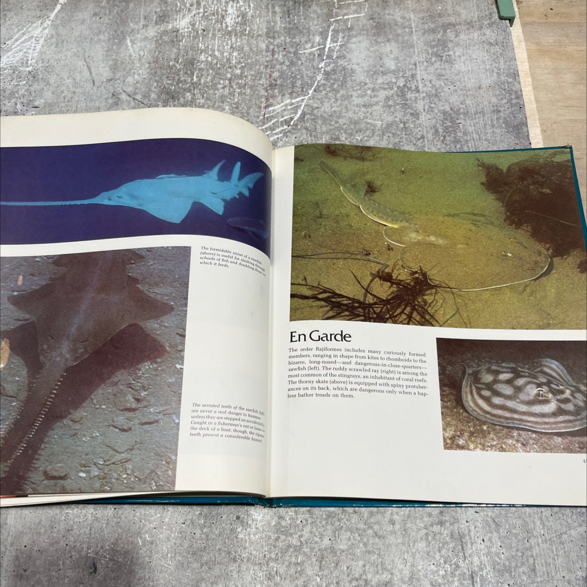 wild, wild world of animals book, by ts new york zoological society, 1977 Hardcover image 4