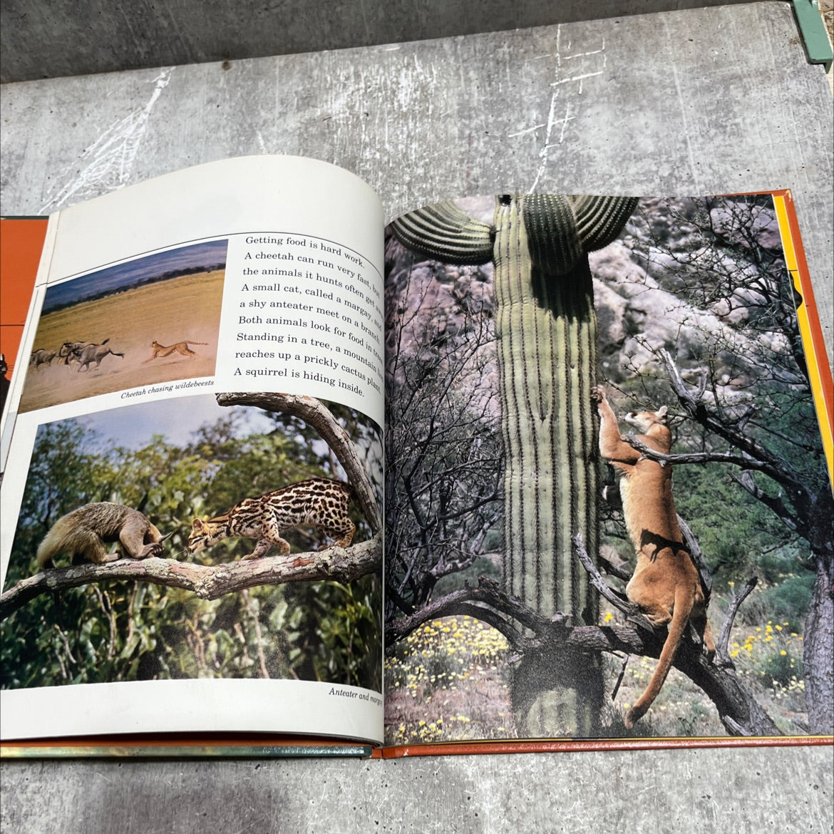 wild cats book, by Peggy D. Winston, 1981 Hardcover image 4