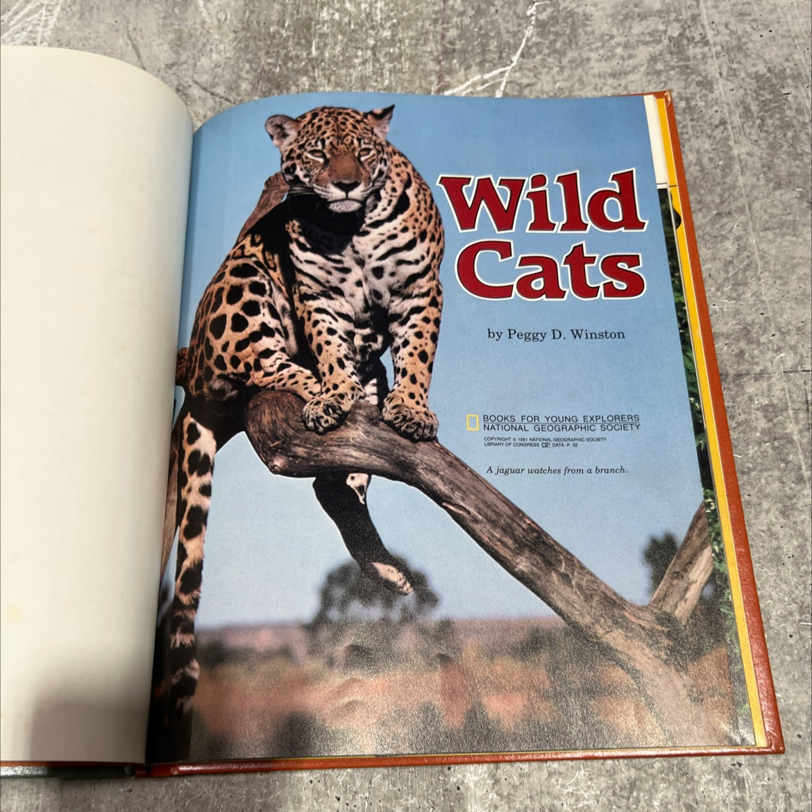 wild cats book, by Peggy D. Winston, 1981 Hardcover image 2