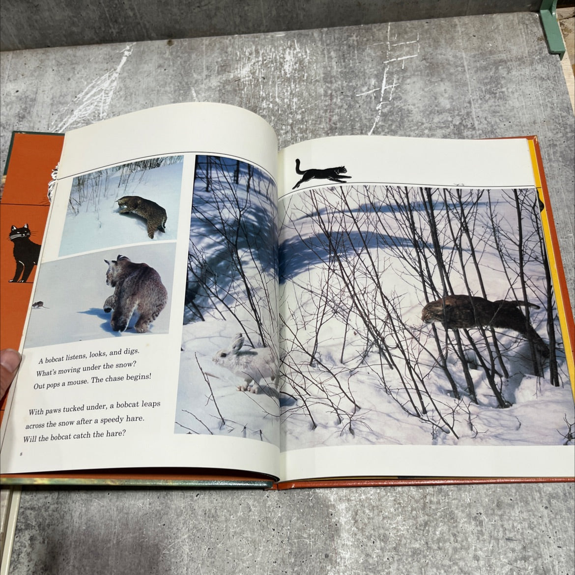 wild cats book, by Peggy D. Winston, 1981 Hardcover image 3