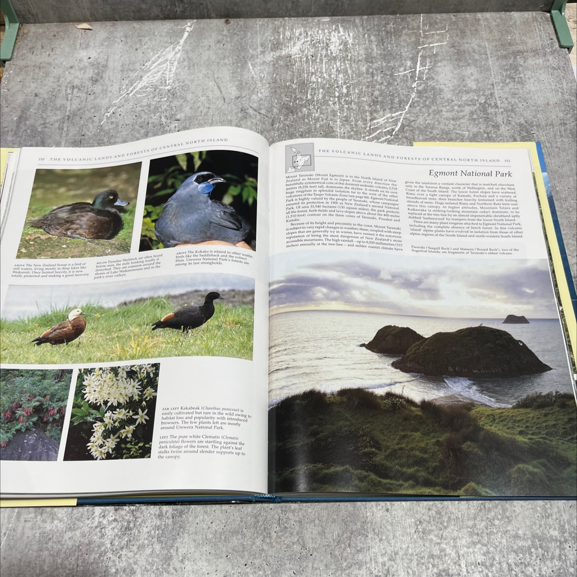 wild new zealand book, by les molloy, 1994 Hardcover image 4