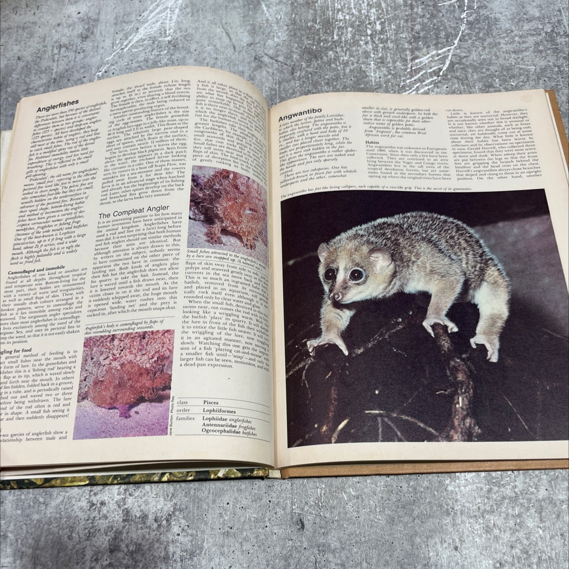 wildlife encyclopedia book, by Dr. Maurice Burton and Robert Burton, 1974 Hardcover image 4