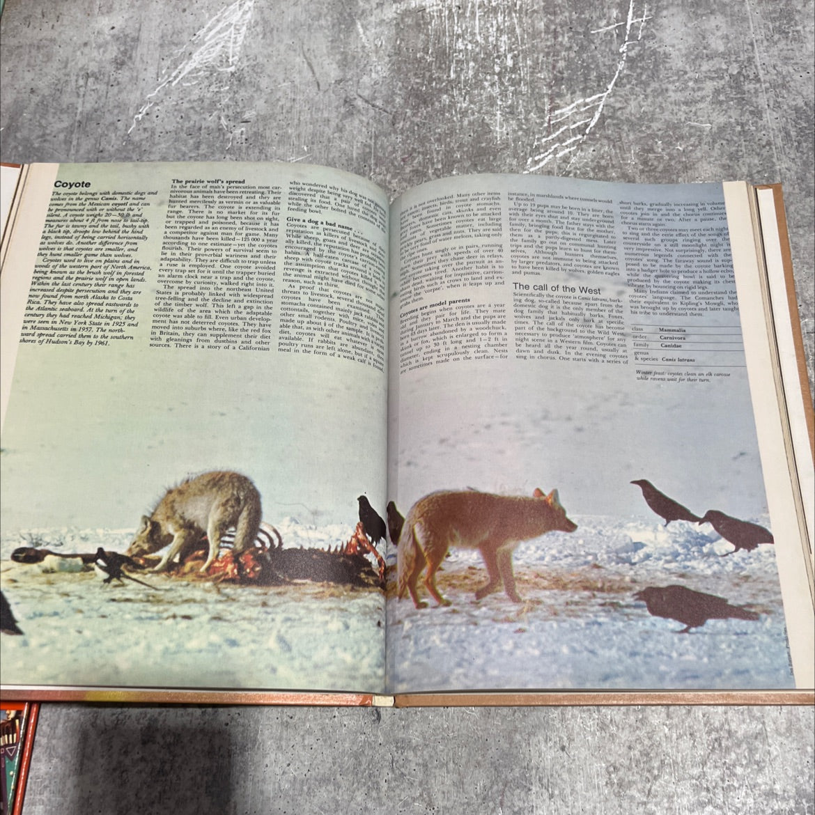 wildlife encyclopedia book, by Dr. Maurice Burton, Robert Burton, 1974 Hardcover image 4