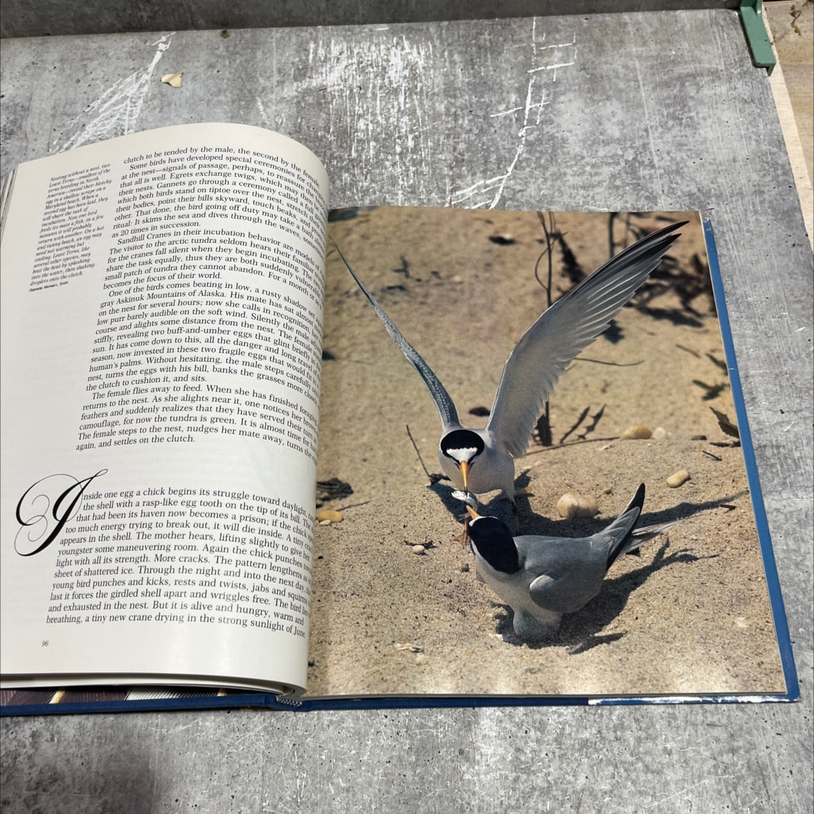 wonder birds book, by Robert M. Poole, 1983 Hardcover image 4