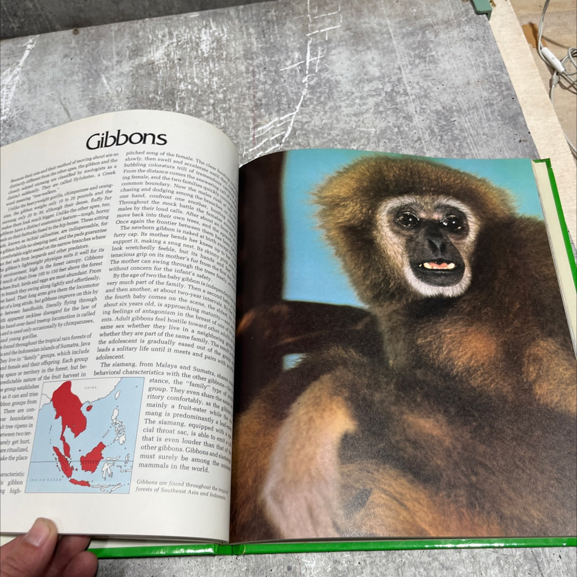 york wild, wild world of animals conte monkeys & apes book, by unknown, 1976 Hardcover image 4